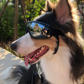 Pet Windproof UV Protection Goggles