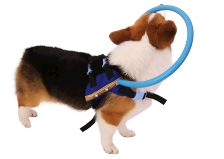 Pet Anti-Collision Protection Ring